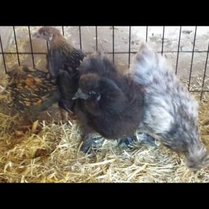 Our 2 new silkies! :) already layed me an egg!