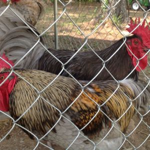 Big and Rich.  Blue Copper Marans.