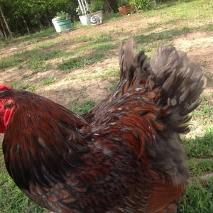 Butch.  My Blue Laced Red Wyandotte