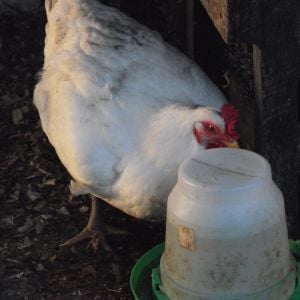 CX hen at about 3-4 mo.