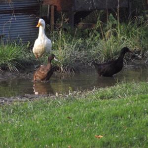 Cohen, peking and Cayuga playing in the neighbors puddle