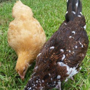 Buff Orpington and Speckled Sussex 11 weeks