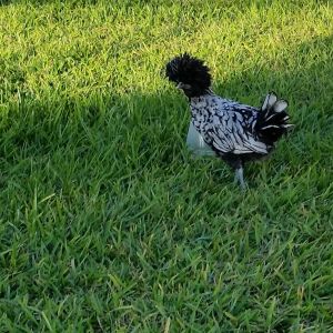 Silver Laced Polish 14 weeks