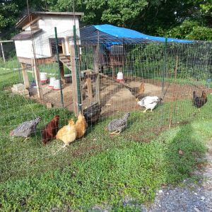 My 8 girls and Roo. Roo is a Buff Braham, then there are two  Dominiques, two Buff Orphintons, one Rhode Island and one Black Australorp and the two Black Sex Links. All bought since March 13, 2015