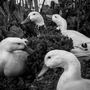 Jetsam, Drake, Flora, and Flotsam