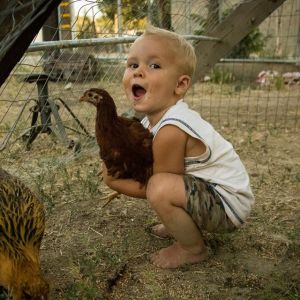 My son Nilas and one of the young reds in our chicken tractor