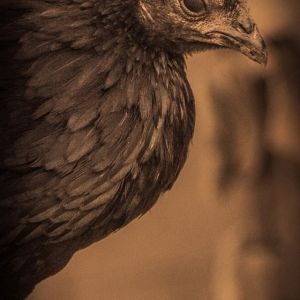My dear Poe
