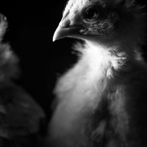 My favorite photo of one of our golden sex links as an awkward little chick