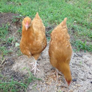 2 of my 3 buff orpingtons