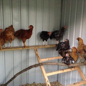 almost all the chickens
