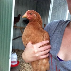 marigold the NH red
