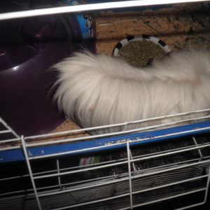 Guinea pig