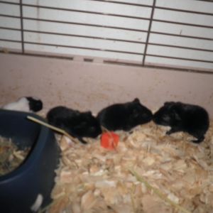 Guinea pig babies