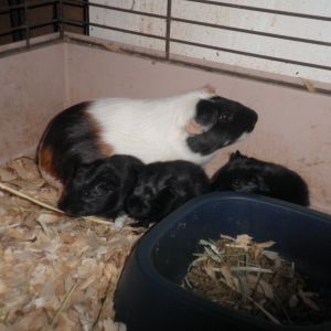 Guinea pigs