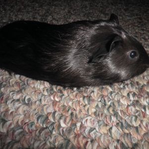 Guinea pig