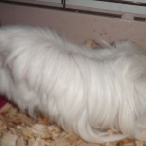 Guinea pig