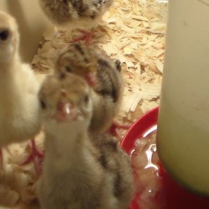 Broad Breasted poults
