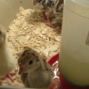 Broad Breasted poults