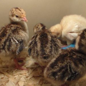Broad Breasted poults