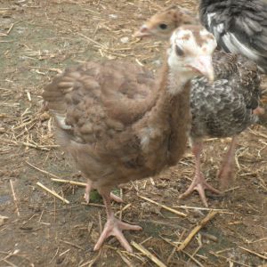 Chocolate poult