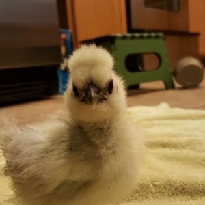 This was when my silkie Gonzo was still a chick. That's a buzz cut compared to what he(or she) has now!