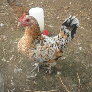 Millie the mille fleur Booted bantam