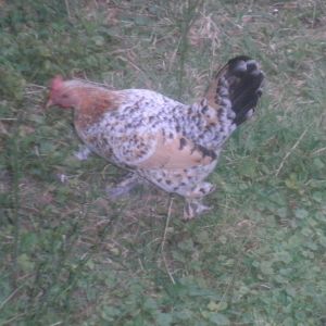 Millie the mille fleur Booted bantam