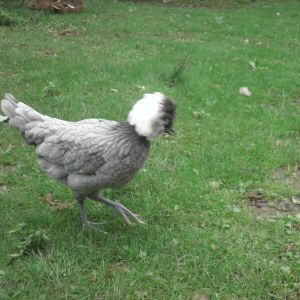 White crested blue Polish hen
