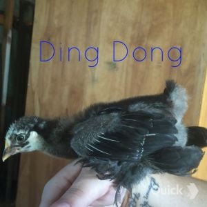 7/28/15 4 weeks old
Ding Dong - Silver Lace Cochin