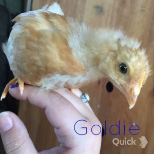 7/28/15 4 weeks old
Goldie - Golden Comet