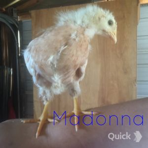 7/28/15 4 weeks old
Madonna - Golden Comet