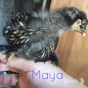7/28/15 4 weeks old
Maya - Golden Lace Cochin