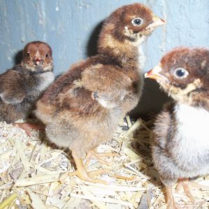 first BLRW chicks that hatched from 3 year old Foley stock
