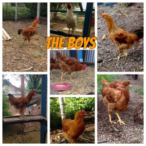 We have seven young cockerels from our hatch in April 2015