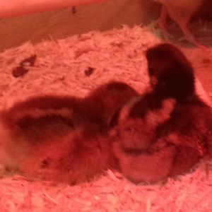 Barnevelder with Speckled Sussex