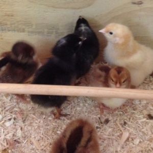 The Speckled Sussex chicks, both Plymouth Rocks (one has a cross on her head), and one of the Buff Orpingtons