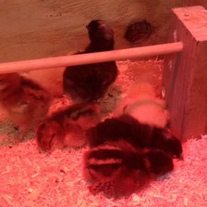 My chicks just suddenly just fall over- just like little puppies.