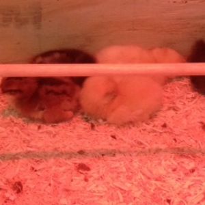 Naptime in the breeder box