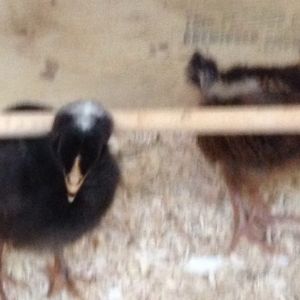 The Plymouth Rock (Ruth Wren Cluckington, a very prestigous bird) and Betty the Barnevelder