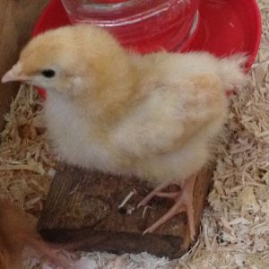 Bertie, the BO  (Alberta that is) on the waterer