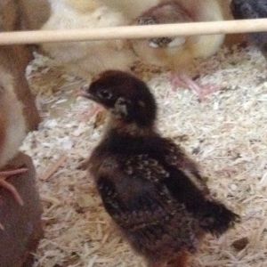 Betty the Barnevelder is getting her feathers