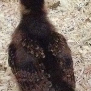 Betty the Barnevelder looks pretty already