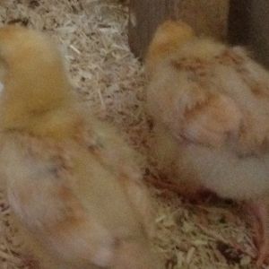 Bertie (Alberta) and Gert (Gertrude)- Buff Orpingtons. Gert  is fatter with darker wing colors