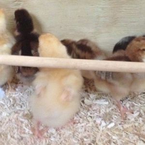 All the chicks in a corner