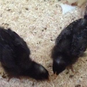 My Barred Plymouth Rocks ( Matilda and Ruth Wren Cluckington). My nieces named Ruth