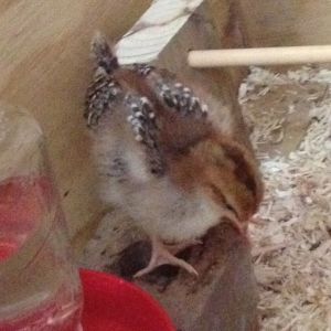 Sweetums (Speckled Sussex) on the waterer