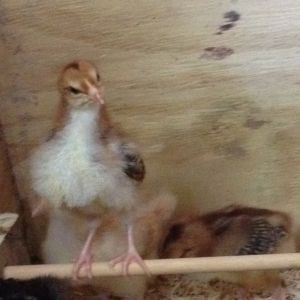 Sweetums (Speckled Sussex on the roost)