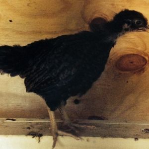 Ruth (Barred PR) at 3 weeks okd