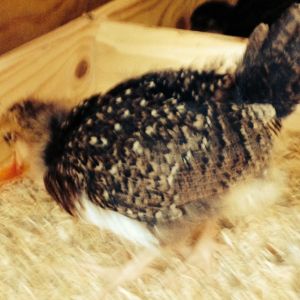 Sweetums (Speckled Sussex) 3 weeks old