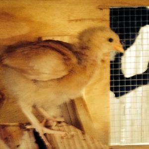 My dog Penny admiring Gert (BO) on the roost